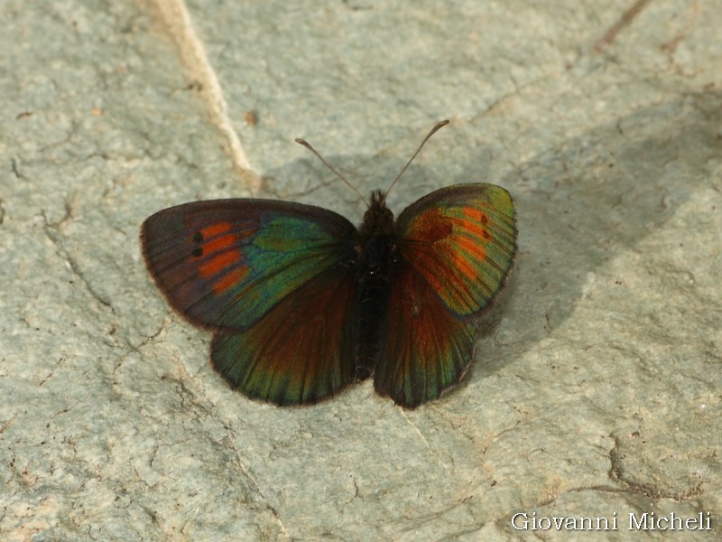 Erebia tyndarus ?